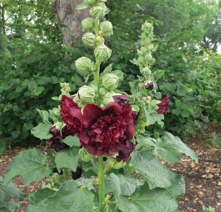 Stockros 'Chaters Double Purple' 10,5cm kruka - Fröer