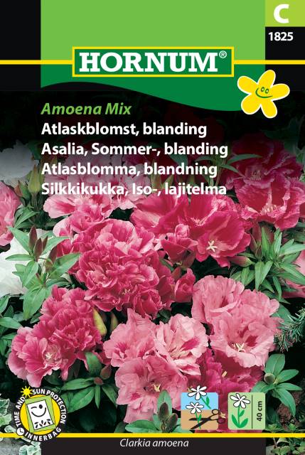 Atlasblomma Mix 'Amoena' frö - Fröer