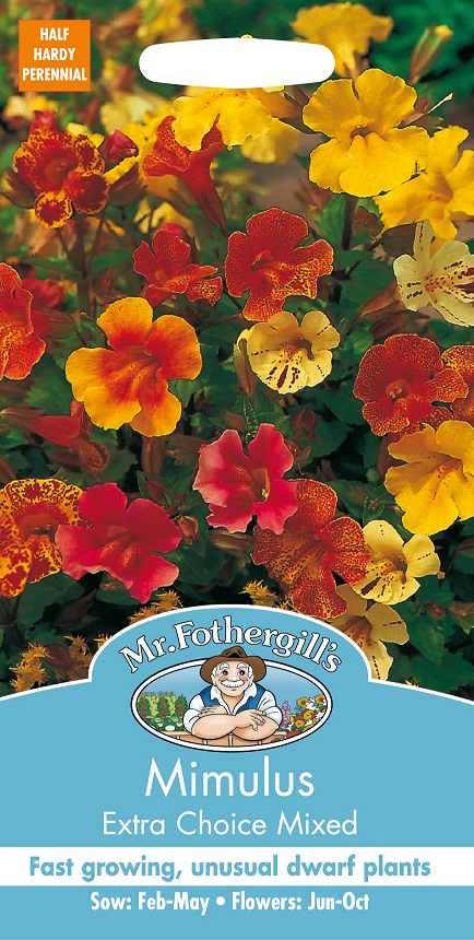 Brokgyckelblomma 'Extra Choice' mix, frö - Fröer