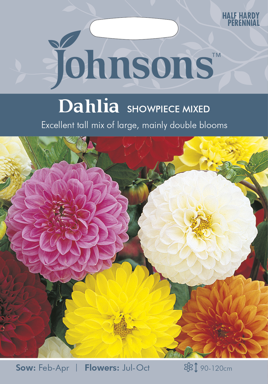 Sommardahlia 'Showpiece' mix, frö - Fröer
