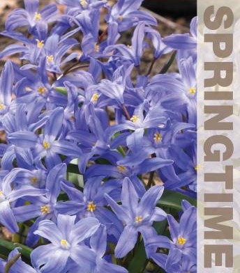 Vårstjärna 'Blue' 25st - Fröer