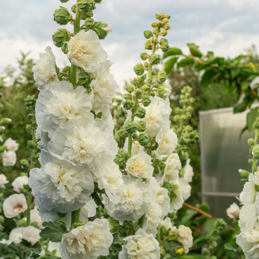 Stockros 'Chaters Double White' 9cm kruka - Fröer