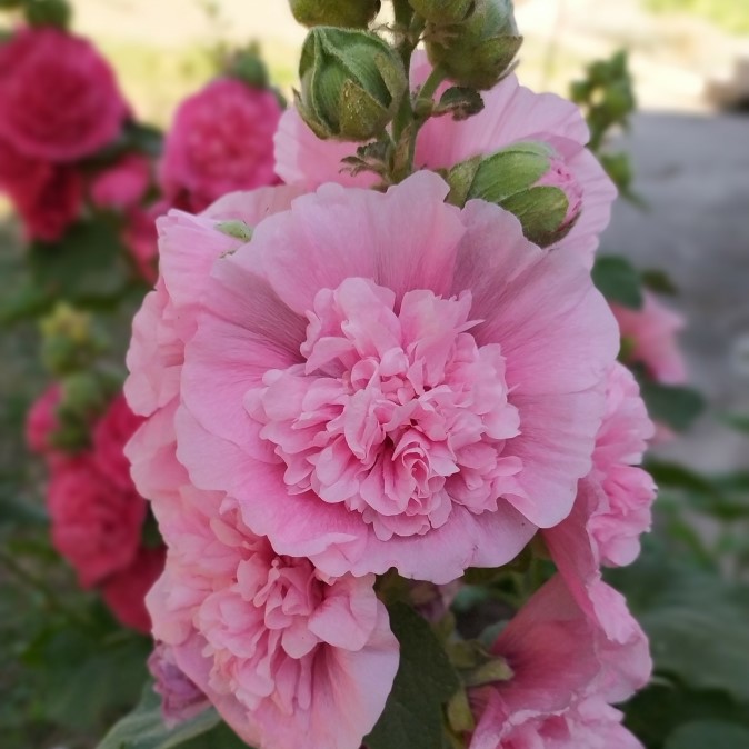 Stockros 'Chaters Double Rose' 9cm kruka - Fröer