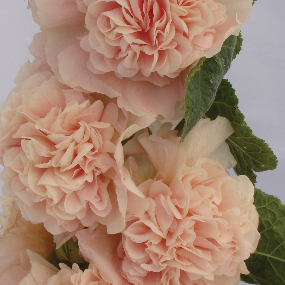 Stockros 'Chaters Double Apricot' 10,5cm kruka - Fröer