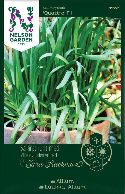 Allium 'Quattro' F1 frö - Fröer