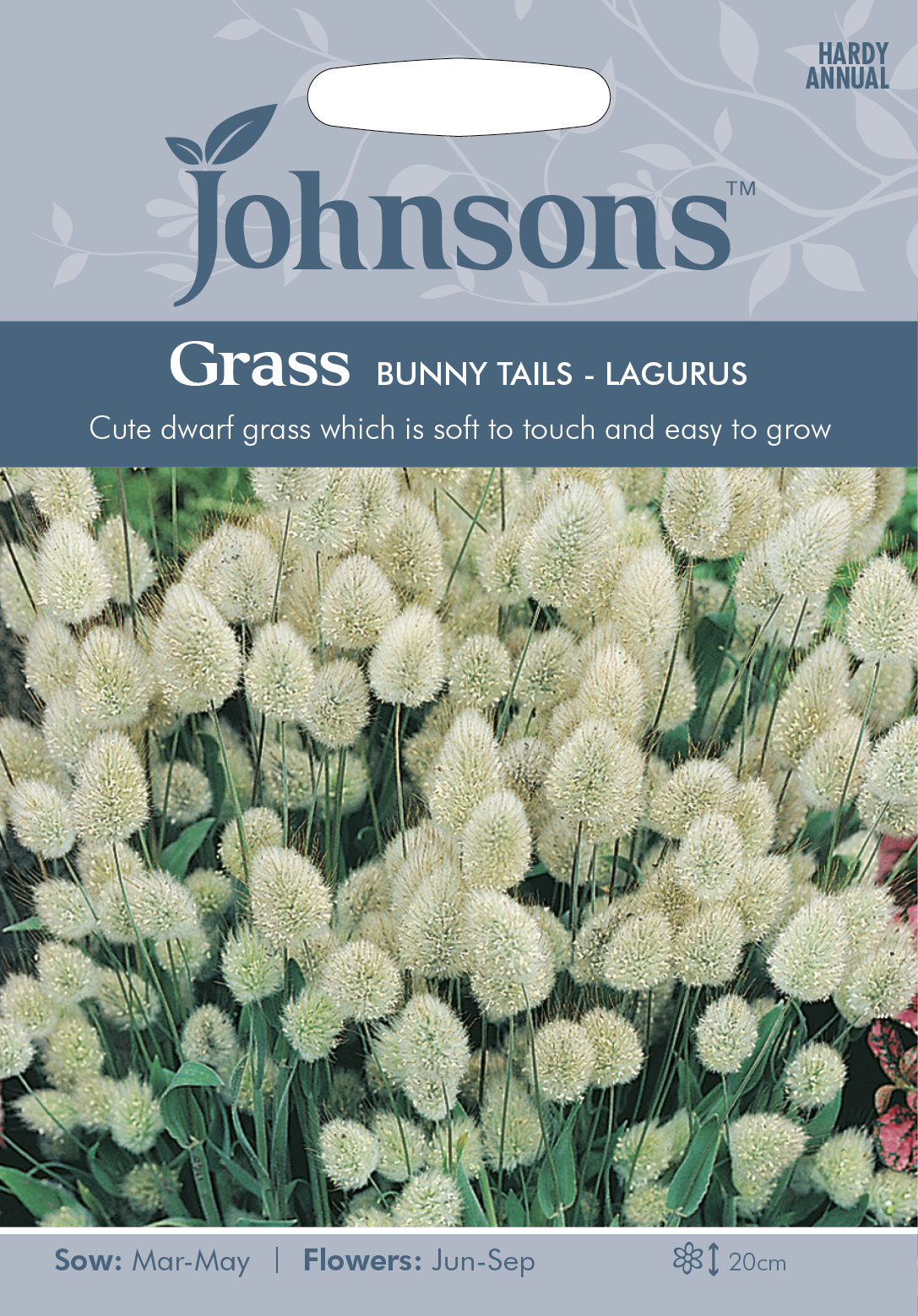 Harsvans 'Bunny Tails ', frö - Fröer