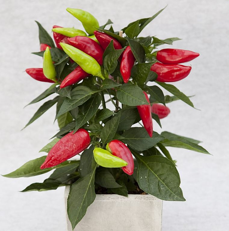 Snacks-chili 12cm kruka - Fröer
