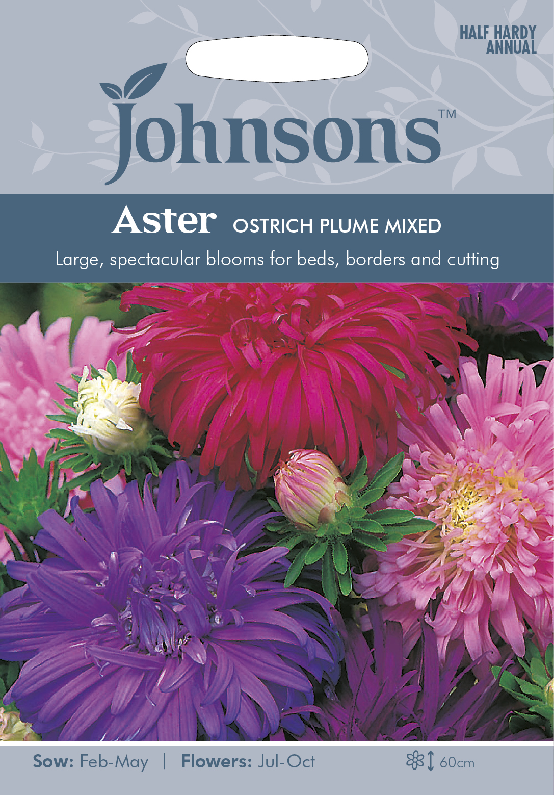 Sommaraster 'Ostrich Plume' mix, frö - Fröer