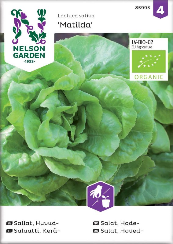 Huvudsallat 'Matilda' Organic frö - Fröer