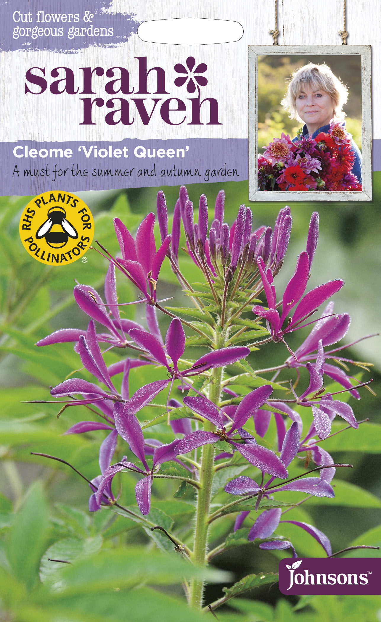 Paradisblomster 'Violet Queen', frö - Fröer