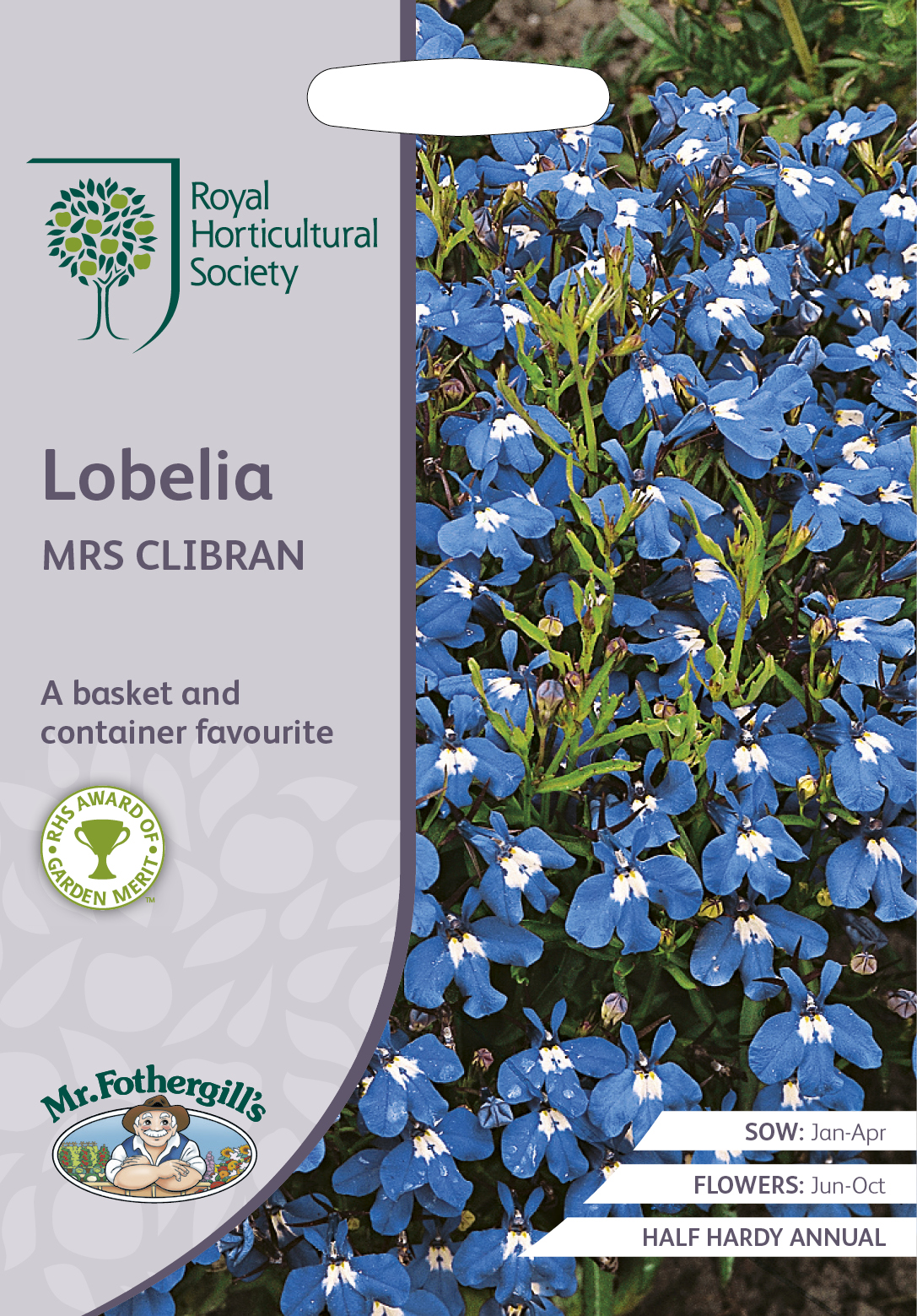 Kantlobelia 'Mrs Clibran', frö - Fröer