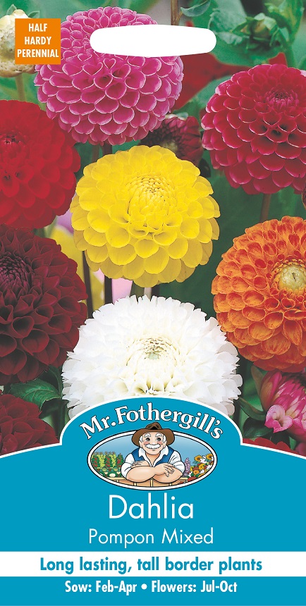 Pompondahlia 'Pompon' mix, frö - Fröer