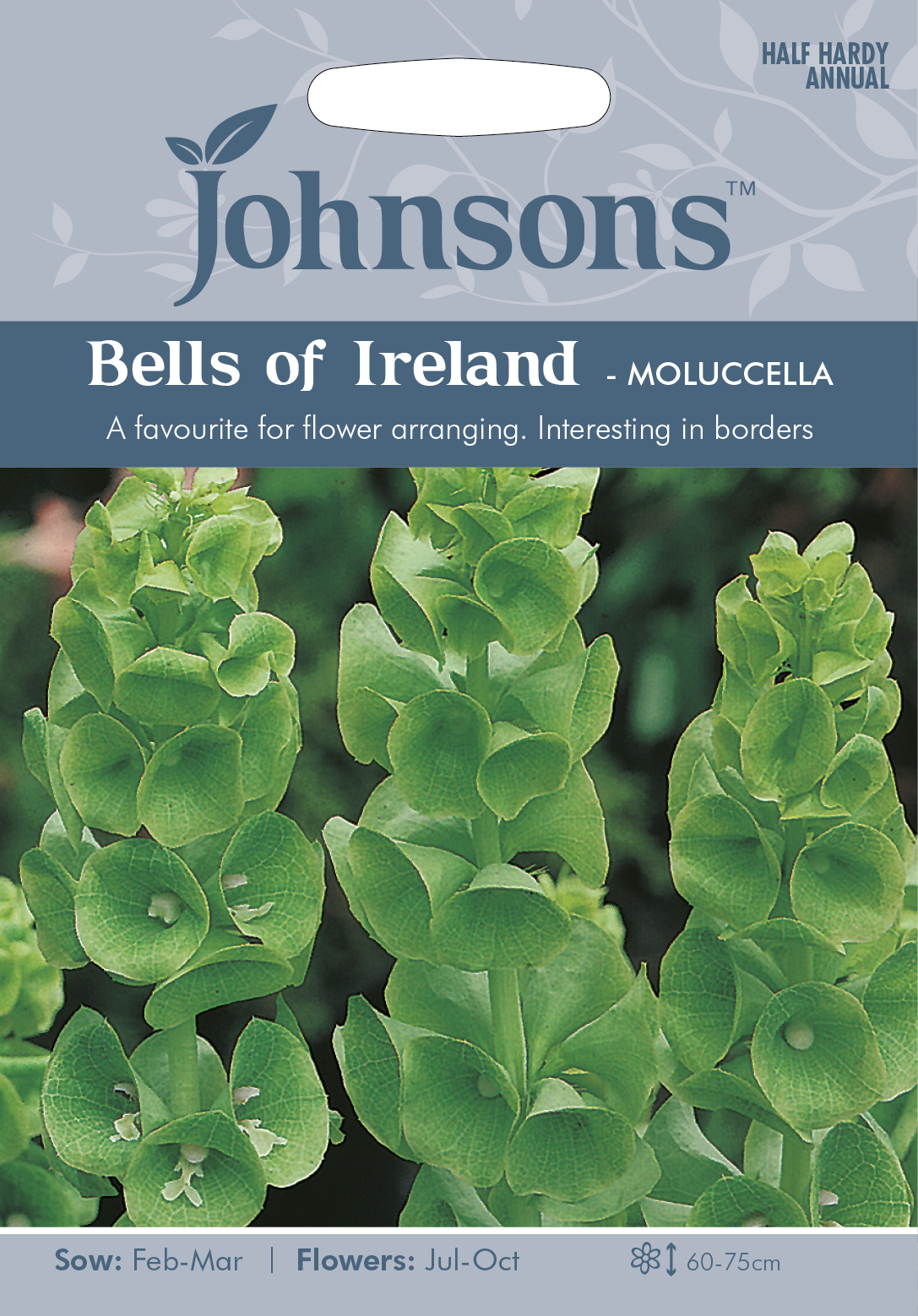 Musselsyska 'Bells Of Ireland' -Mollucella, frö - Fröer