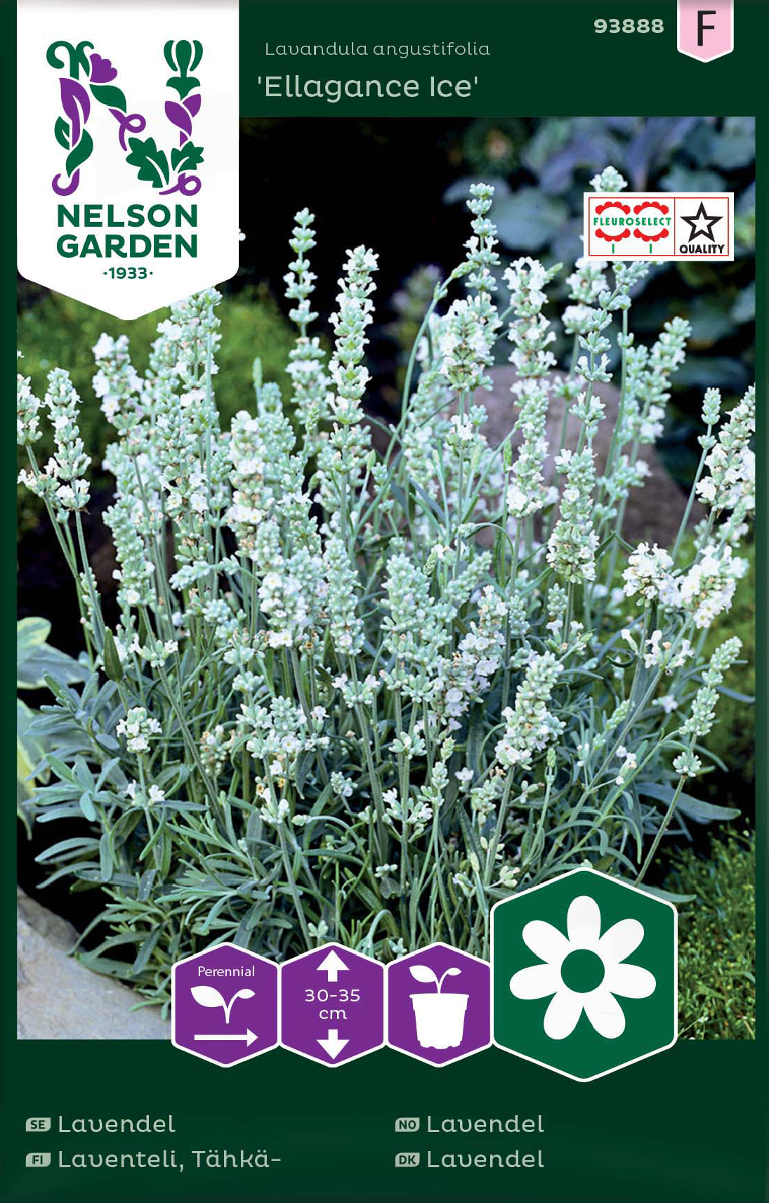 Lavendel 'Ellagance Ice' frö - Fröer