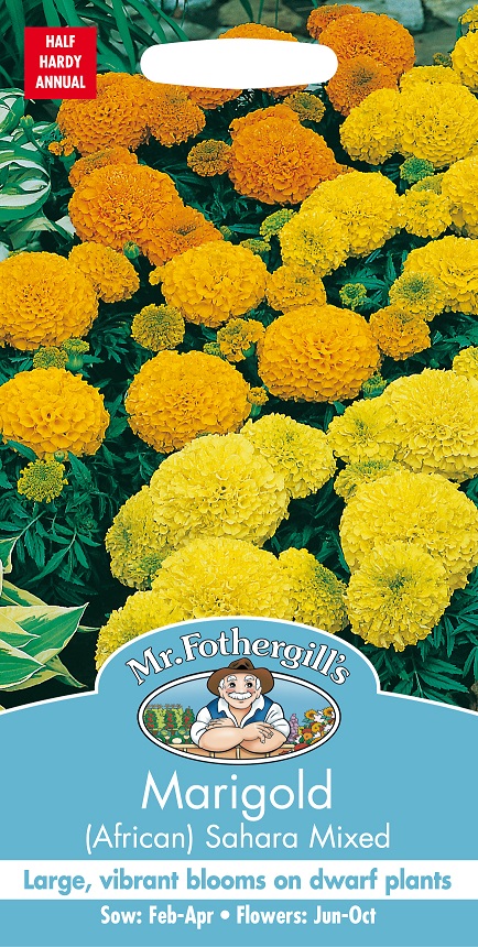 Stor tagetes (afrikansk) 'Sahara' mix, frö - Fröer