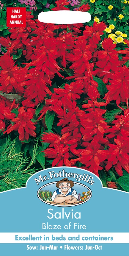 Praktsalvia  'Blaze of Fire', frö - Fröer
