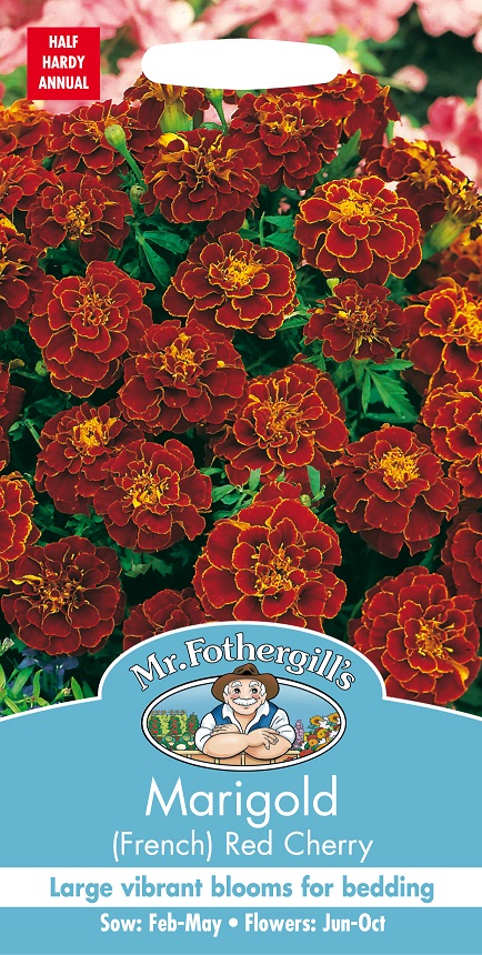 Sammetstagetes 'Red Cherry', frö - Fröer