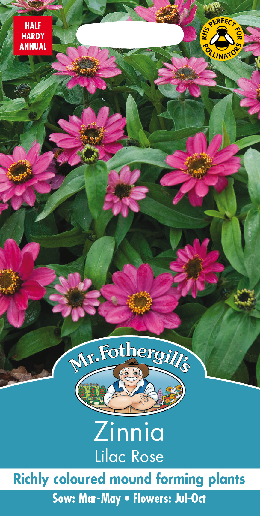 Zinnia 'Lilac Rose', frö - Fröer
