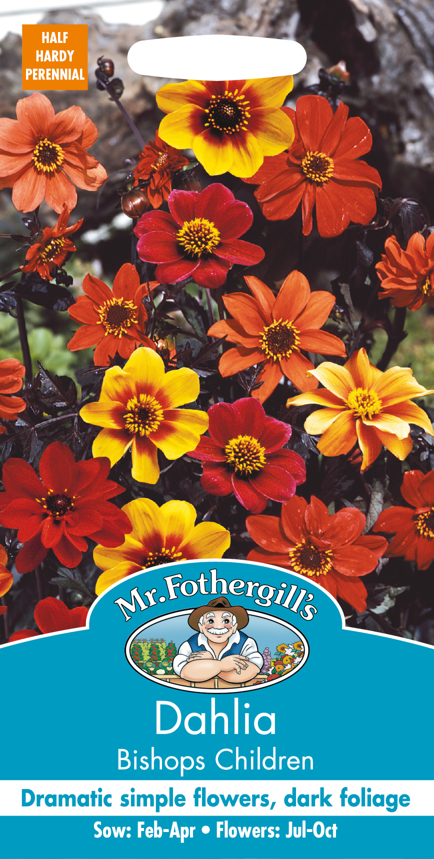 Sommardahlia 'Bishops children', frö - Fröer