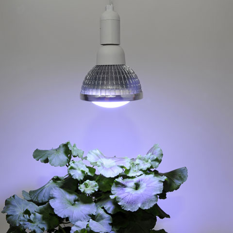 Växtlampa Vinter 18W 140°/38030007 - Fröer