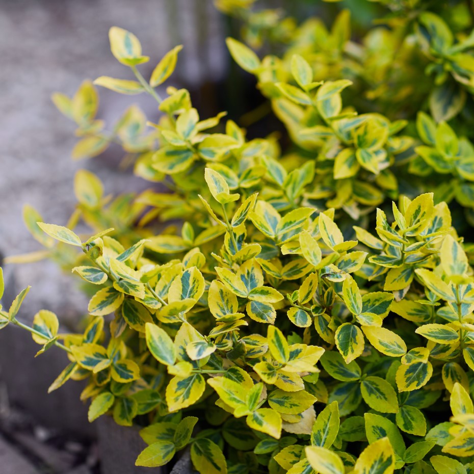 Klätterbenved 'Emerald 'n' Gold' 10-pack i kruka - Fröer