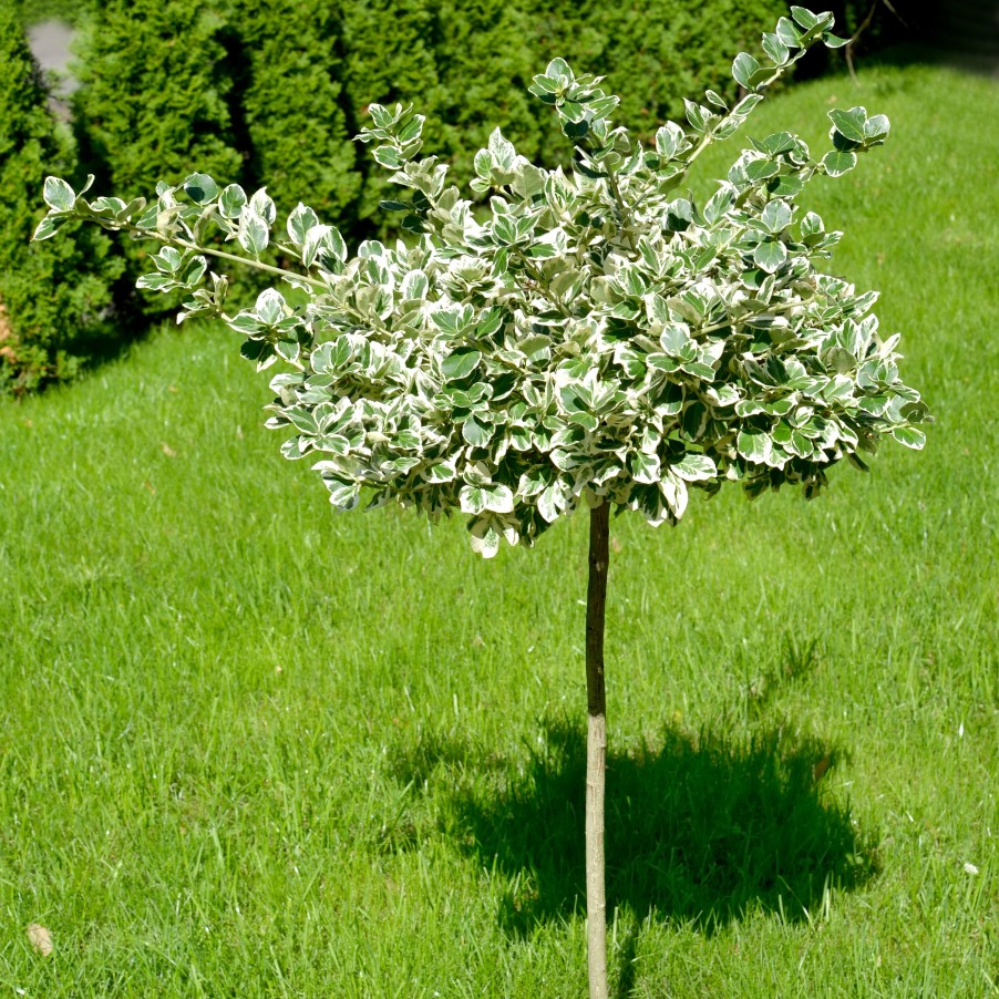 Klätterbenved 'Emerald 'n' Gold' Sh 80-90 co - Fröer