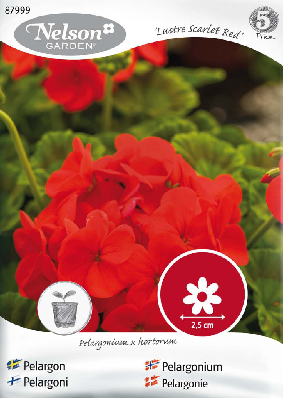 Pelargon 'Lustre Scarlet Red' - Fröer