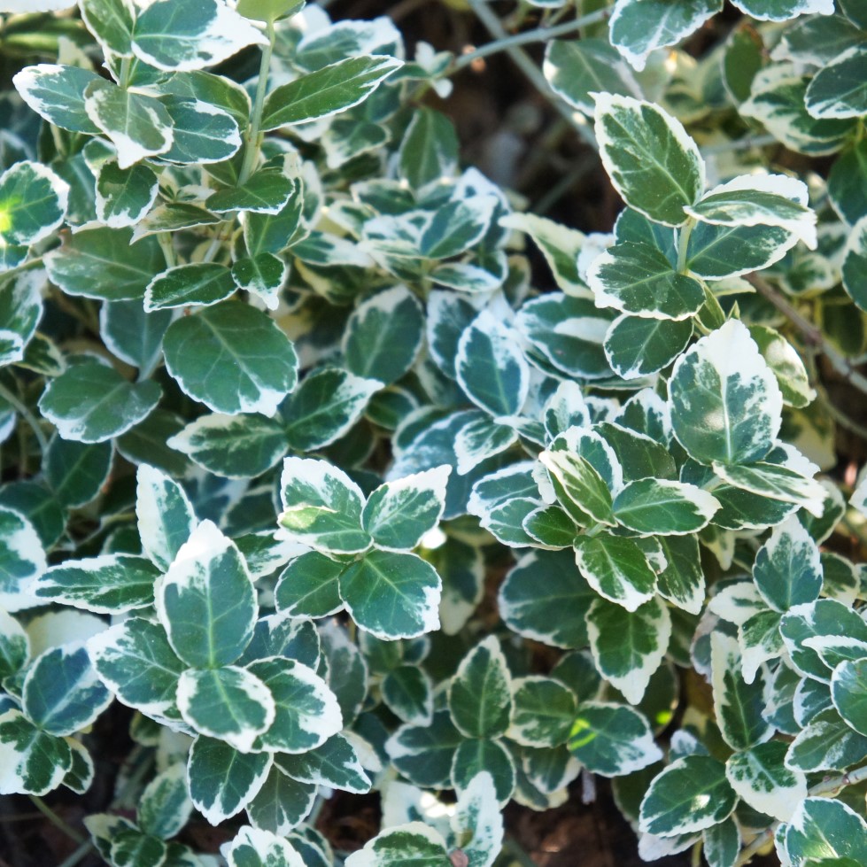 Klätterbenved 'Emerald Gaiety' 10-pack i kruka - Fröer