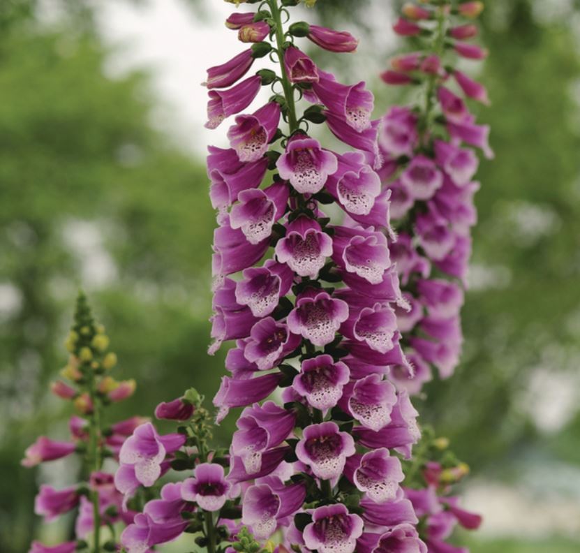 Fingerborgsblomma 'Dalmatian Purple' 10,5cm kruka - Fröer