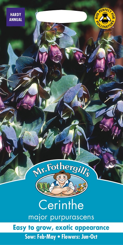Stor vaxblomma, frö - Fröer