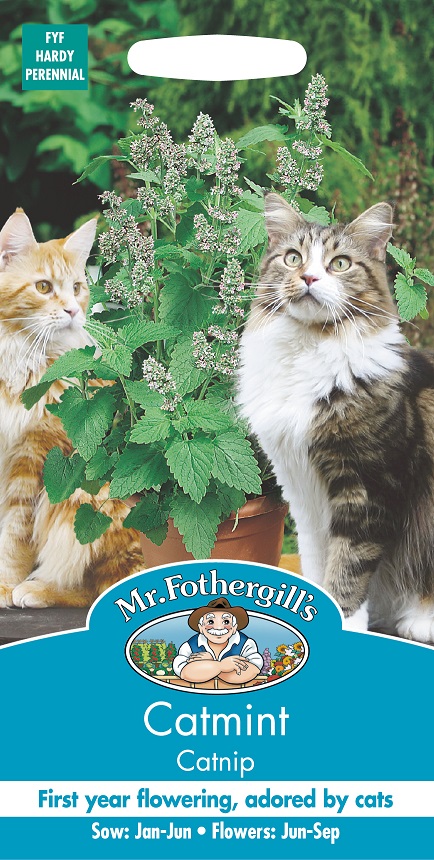 Kattmynta 'Catnip', frö - Fröer