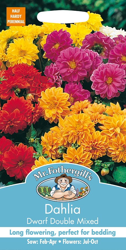 Sommardahlia 'Dwarf Double' mix, frö - Fröer