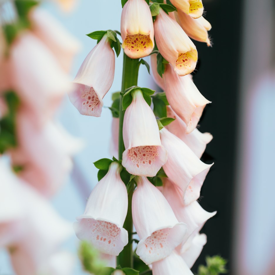 Fingerborgsblomma 'Apricot' 9cm kruka - Fröer