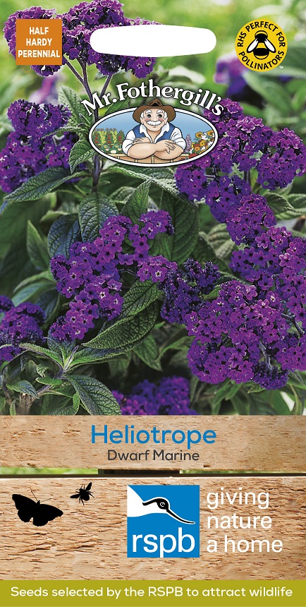 Heliotrope 'Dwarf Marine', frö - Fröer