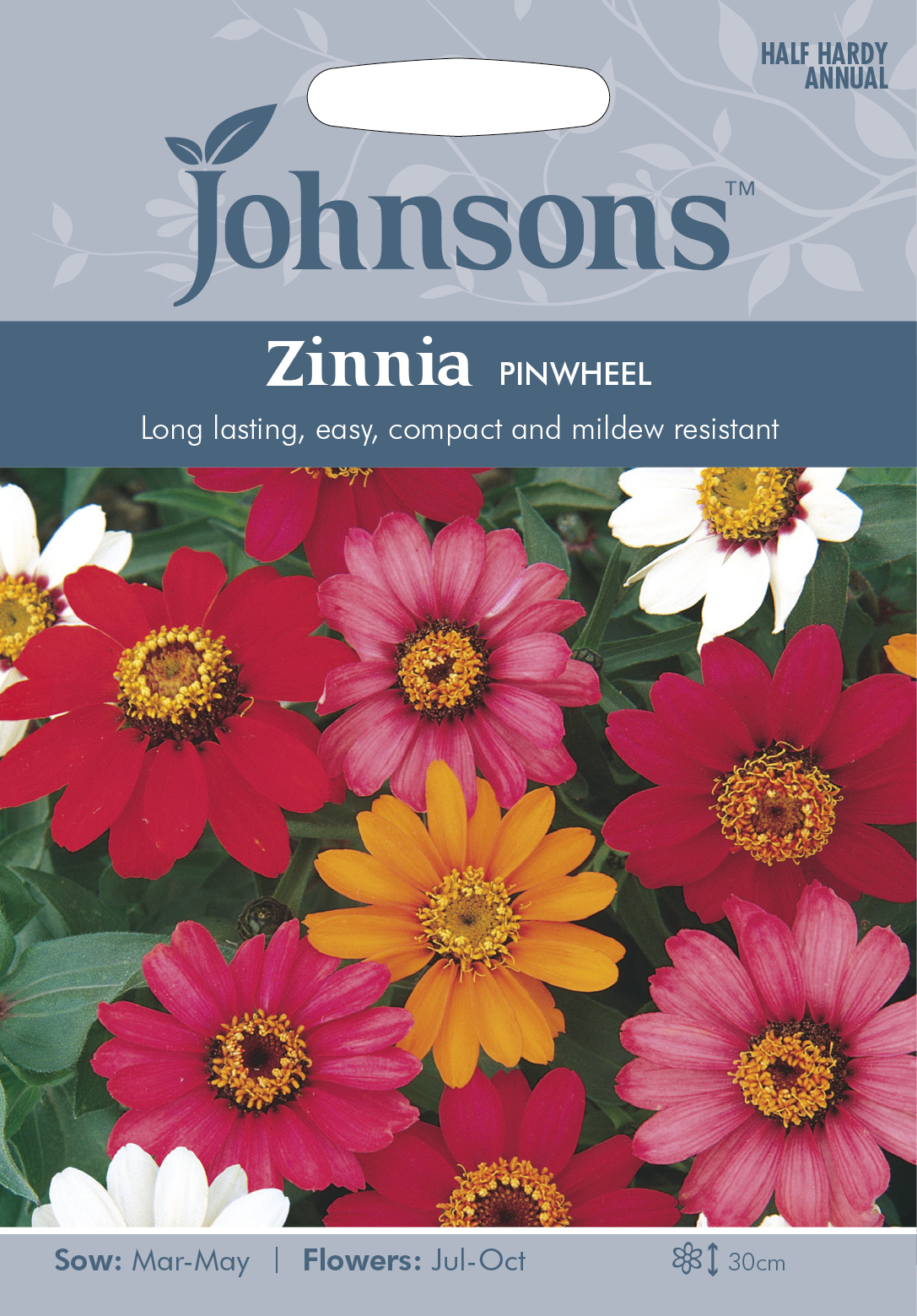 Zinnia 'Pinwheel', frö - Fröer