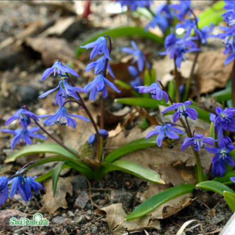 Rysk blåstjärna (Scilla) Vit 9cm kruka - Fröer
