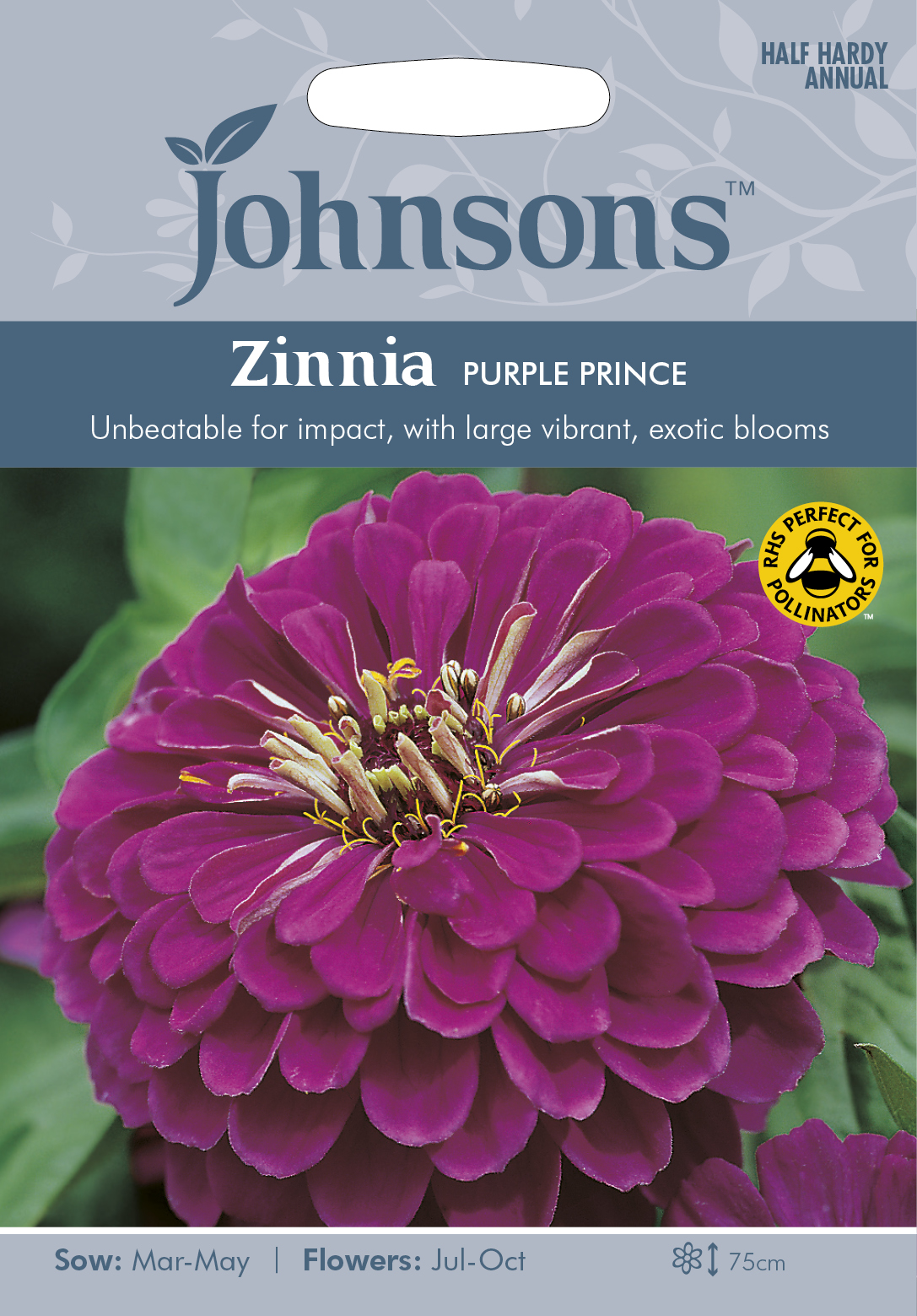 Zinnia 'Purple Prince', frö - Fröer