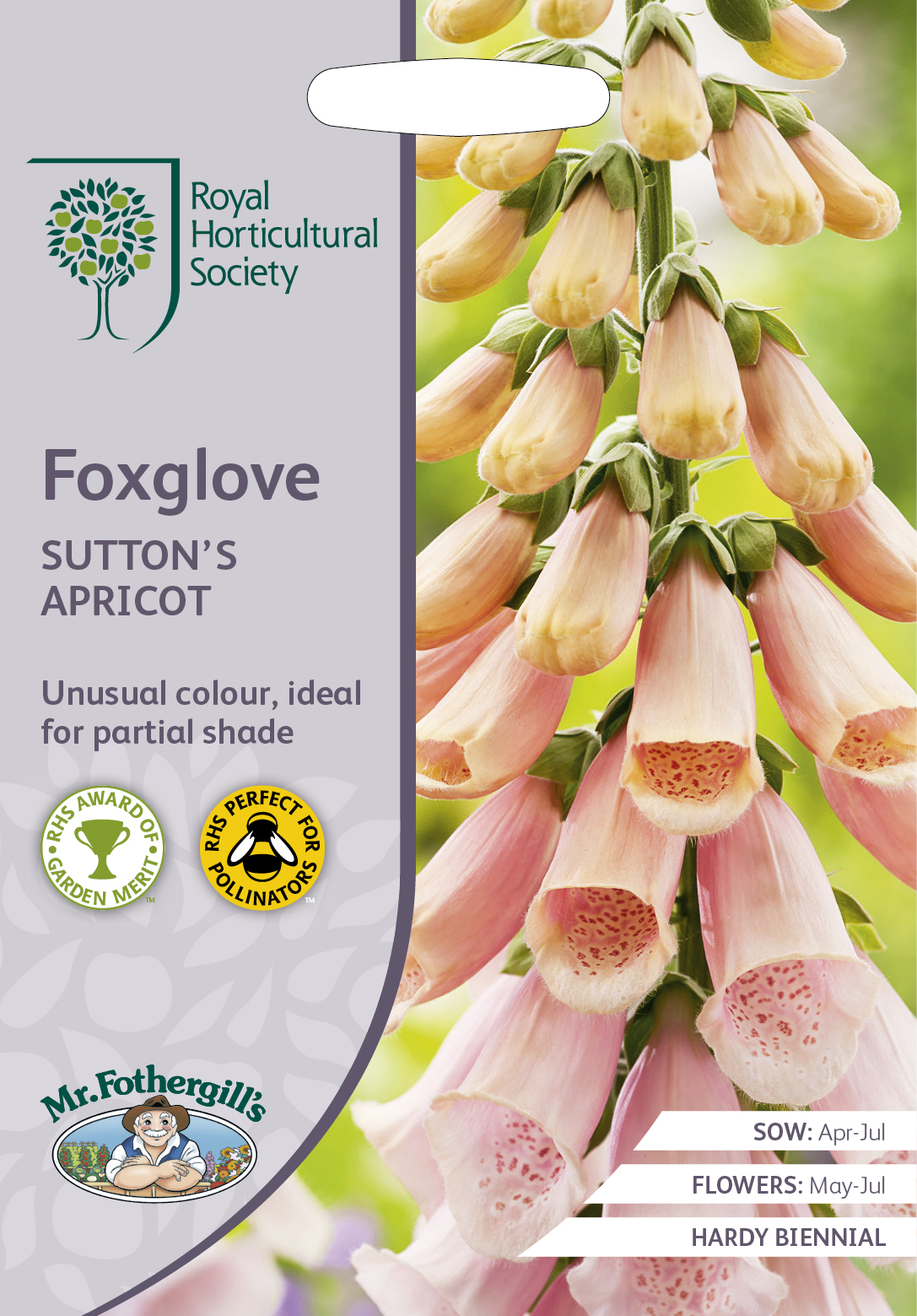 Fingerborgsblomma 'Sutton´s Apricot' - Fröer