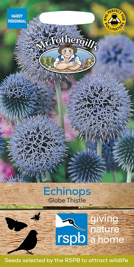 Bolltistel 'Globe Thistle', frö - Fröer