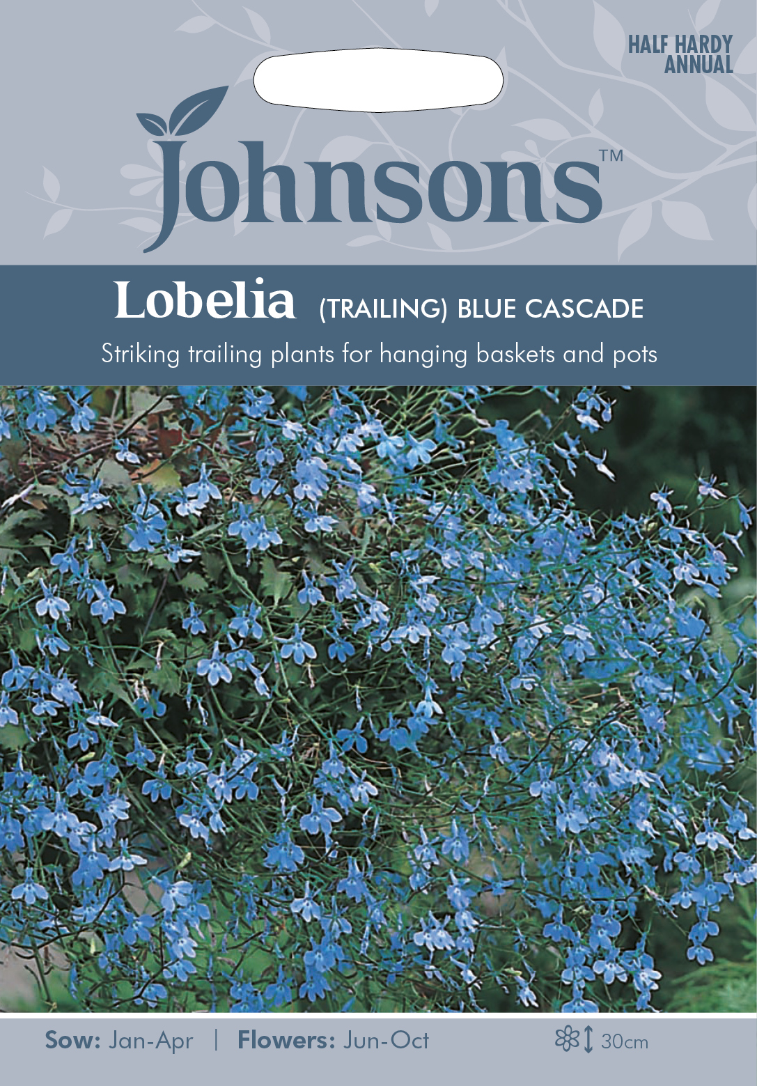 Hänglobelia  'Blue Cascade', frö - Fröer