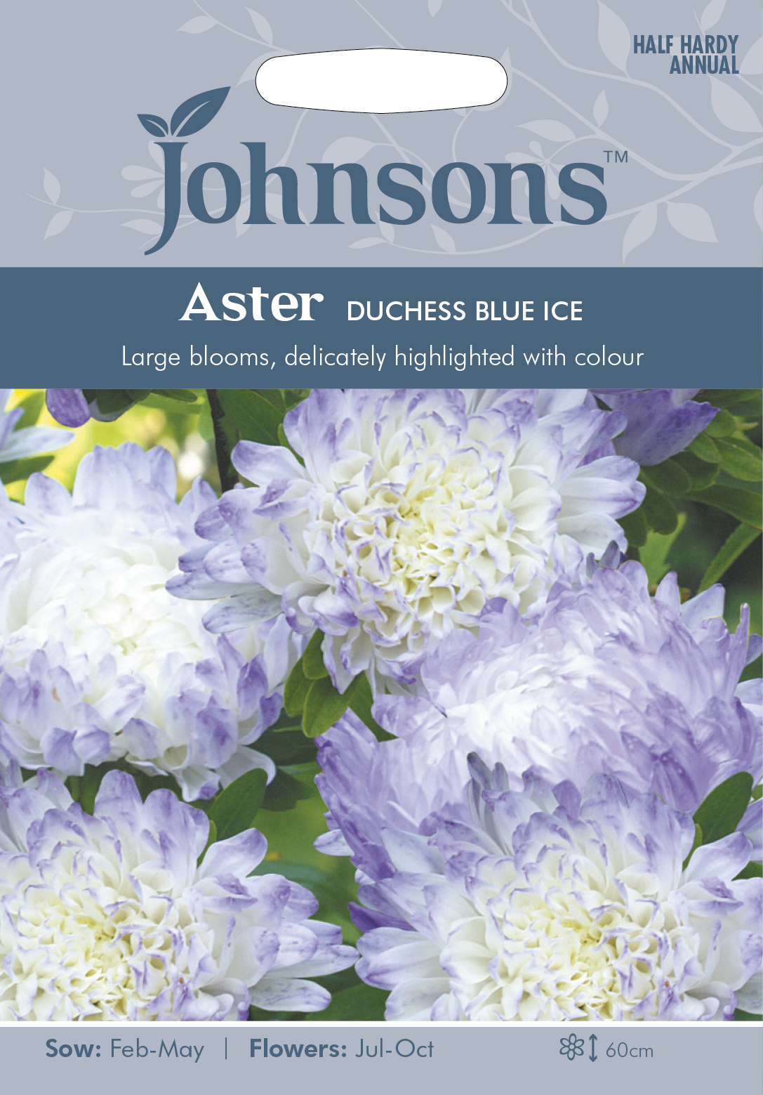 Sommaraster 'Duchess Blue Ice', frö - Fröer