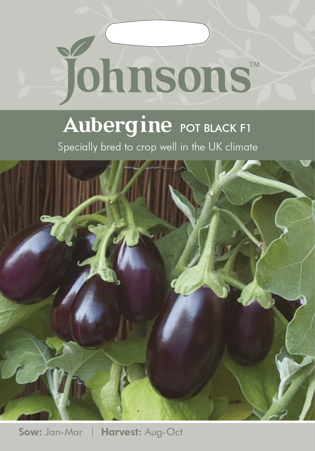 Aubergine 'Pot Black F1' - Fröer