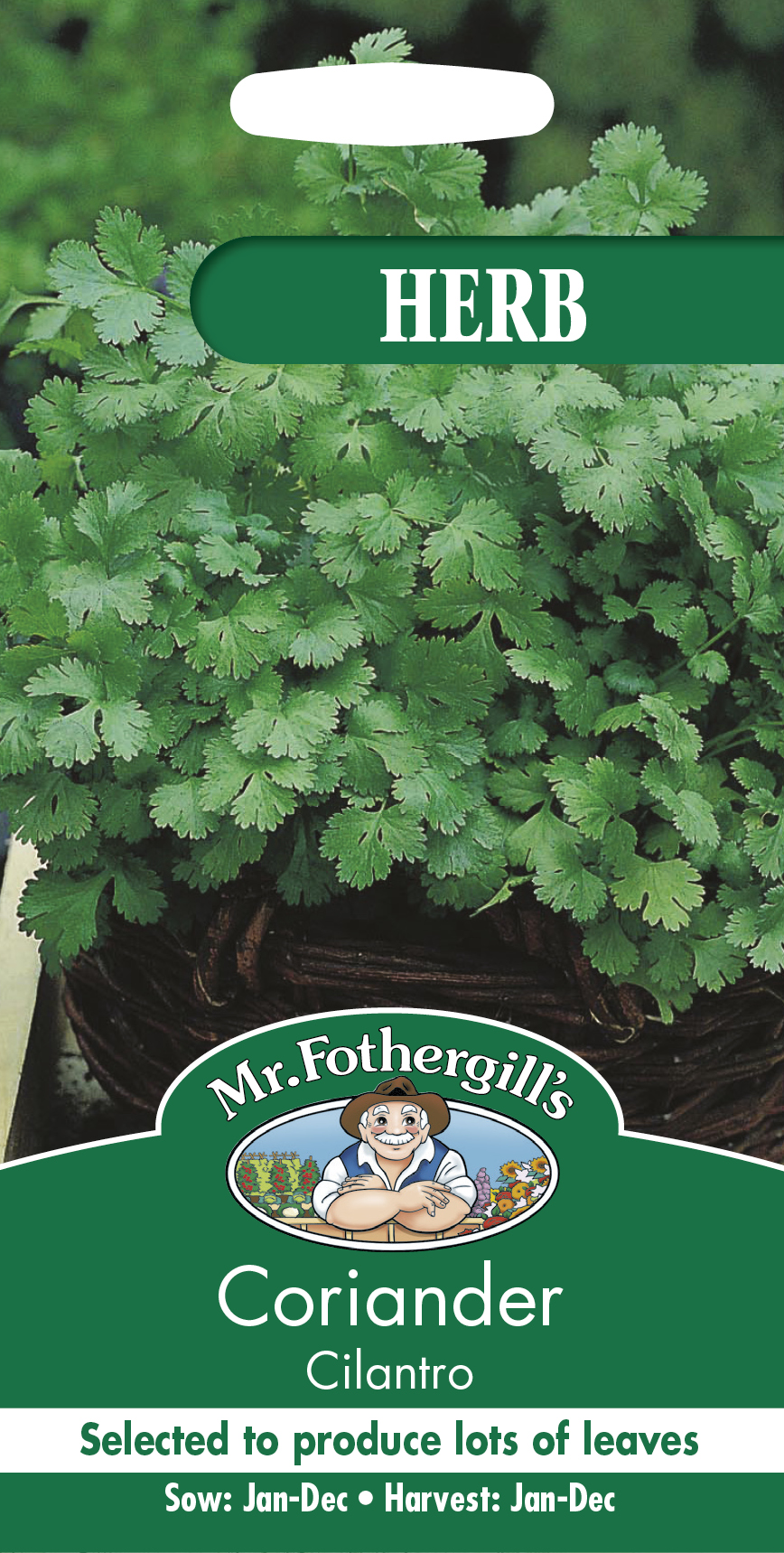 Koriander 'Cilantro' frö - Fröer