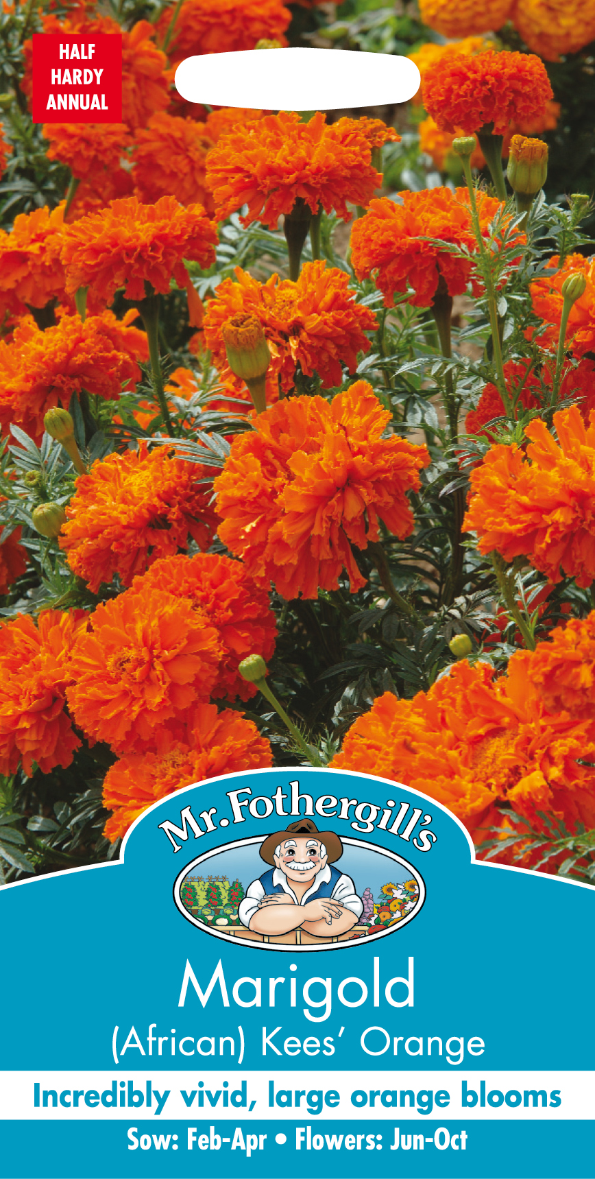Stor tagetes 'Kees Orange', frö - Fröer