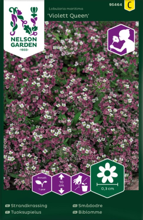 Strandkrassing 'Violett Queen' frö - Fröer