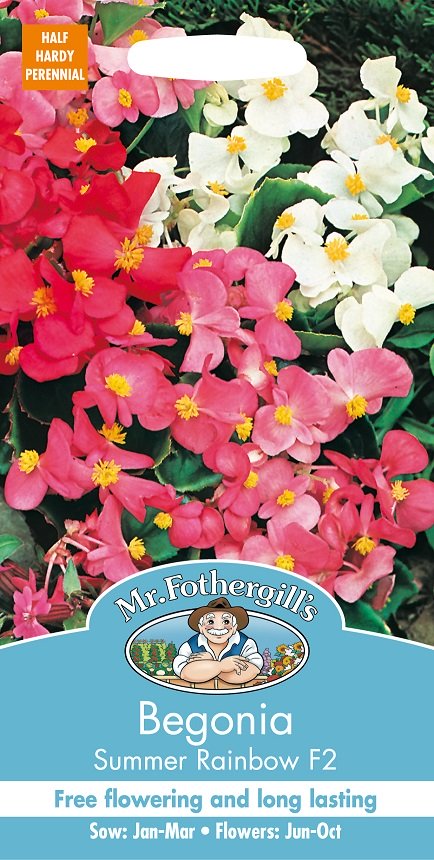 Sommarbegonia 'Summer Rainbow F2', frö - Fröer