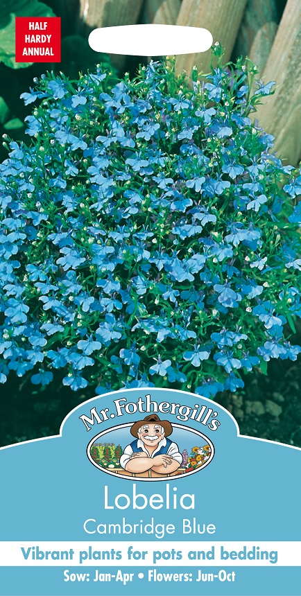 Kantlobelia 'Cambridge Blue', frö - Fröer