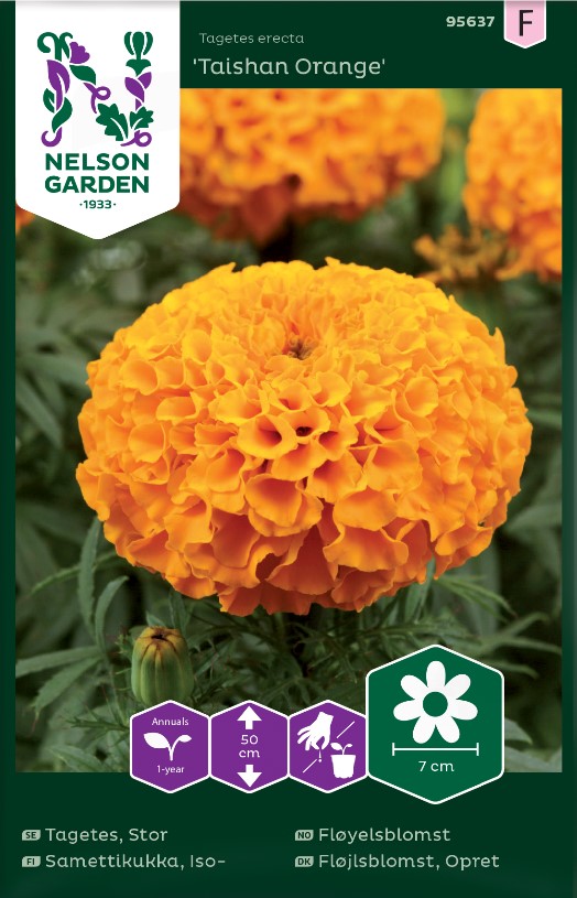 Tagetes 'Taishan Orange' frö - Fröer