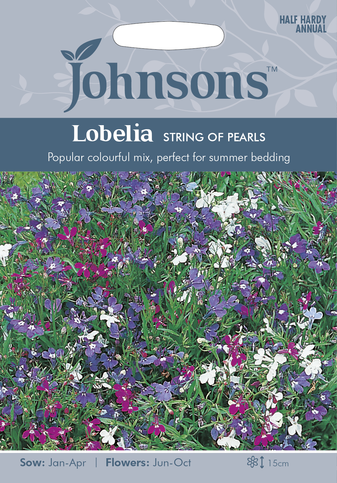 Kantlobelia 'String of Pearls', frö - Fröer
