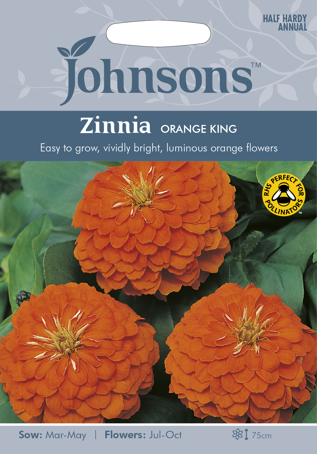 Zinnia 'Orange King', frö - Fröer